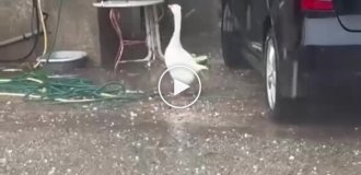 Удивленный гусь залип на град и получил по клюву