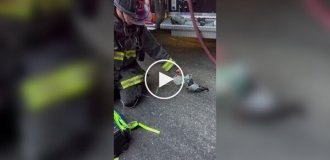 Голубь-пациент: птица обратилась к пожарным за помощью