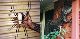 20 proofs that Australia is not a country for the faint of heart (20 photos)