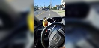 Попугай, который любит кататься на руле