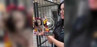 В приюте котенку с травмой позвоночника сделали коляску из игрушечных машинок