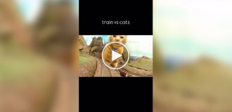 Cats against a toy train