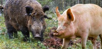 Свинья: это вам не кабан! История и отличия от дикого зверя (10 фото)