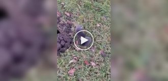 Бійка двох кротів