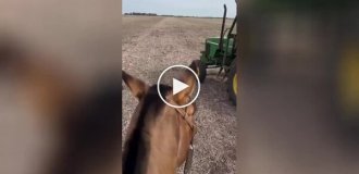 Everyone dreamed of it, but he did it: a man arranged for his dog to work on a tractor