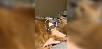 Почему стоит завести сразу кота и собаку