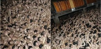 10 000 обнаженных мокрых японских мужчин попытались поймать 2 священные палочки (1 фото + 4 видео)