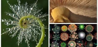 25 Photos Showcasing Nature's Brilliant Mathematical Talents (26 photos)