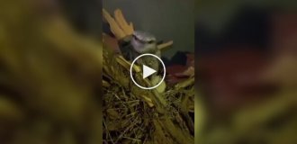 Как выглядит птенец лягушкорота