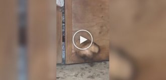 Упитанный пушистый воришка