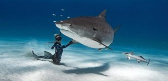 Красавица и чудовища: смелая модель с Гавайев спасает белых акул (11 фото)