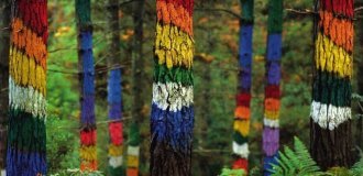 Why were the trees in the Omagh forest painted in different colors (4 photos)