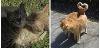 20 умилительных мгновений, когда кошки наслаждаются обществом своих любимых (21 фото)