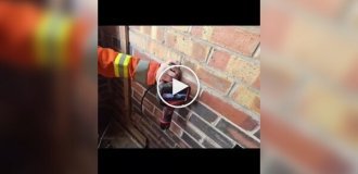 В Великобритании спасли лисят, застрявших в конструкции дома