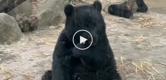 Полностью черной большой панде исполнился один год