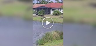 Журавль прогнал аллигатора