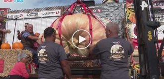 A giant pumpkin weighing 1,064 kg was grown by a California engineer.