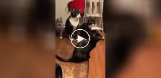 Коты следят за мотыльком