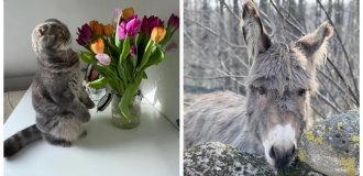 30+ тварин, які не знають про існування проблем (31 фото)