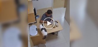 Рыжий кот навел суету
