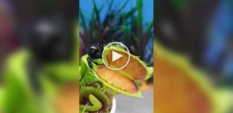 One fateful encounter