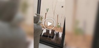 Коти спостерігають за папугами в будинку