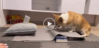 Корги научилась стрелять резинками