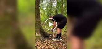 Фотоловушка неделю снимала зверей, приходивших к маленькому источнику воды