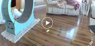 Котячий біг з перешкодами
