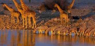 Водопій: місце максимальної небезпеки в Африці (13 фото)