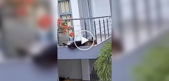 Dog vs. tile: an unequal fight