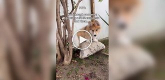 Помесь корги и маламута