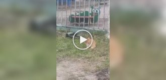 Ворона дістає кота