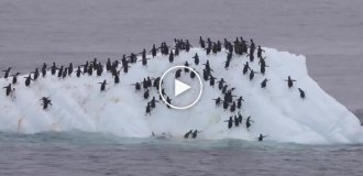 Комичный эпизод из жизни пингвинов