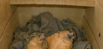 Как спят белки? (9 фото)