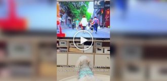 Pet TV Channel in China