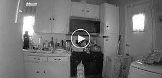 Кот устроил пожар на кухне