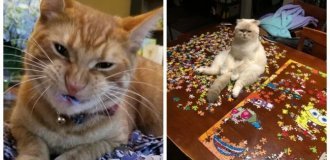 20 Proofs That Cats and Puzzles Are Incompatible (21 photos)