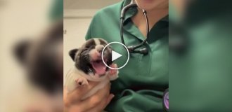 A puppy's reaction to bitter medicine