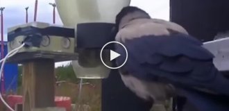 Swedes have taught crows to remove small trash from the streets