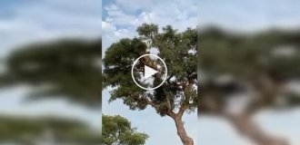 A lion tried to take the prey from a leopard, but everything didn't go according to plan