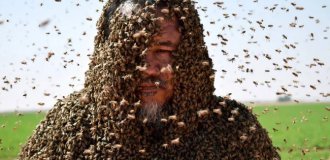 Is the panic over bee extinction justified? (6 photos)