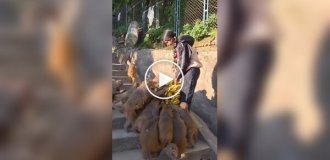Feeding monkeys with bananas