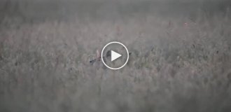 Редкий водяной олень