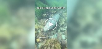 Как тюлени спят под водой