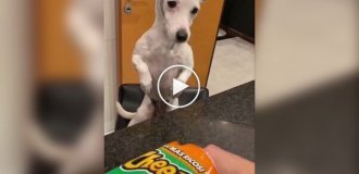 The dog was offered to try chips for weight loss