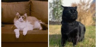 20 cats who think, philosophize and give advice (21 photos)