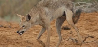 Золотистый волк: самый слабый и маленький хищник в мире (9 фото)