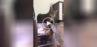 The cat does not allow the owner to close the refrigerator