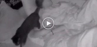 Коротко о сне с котом